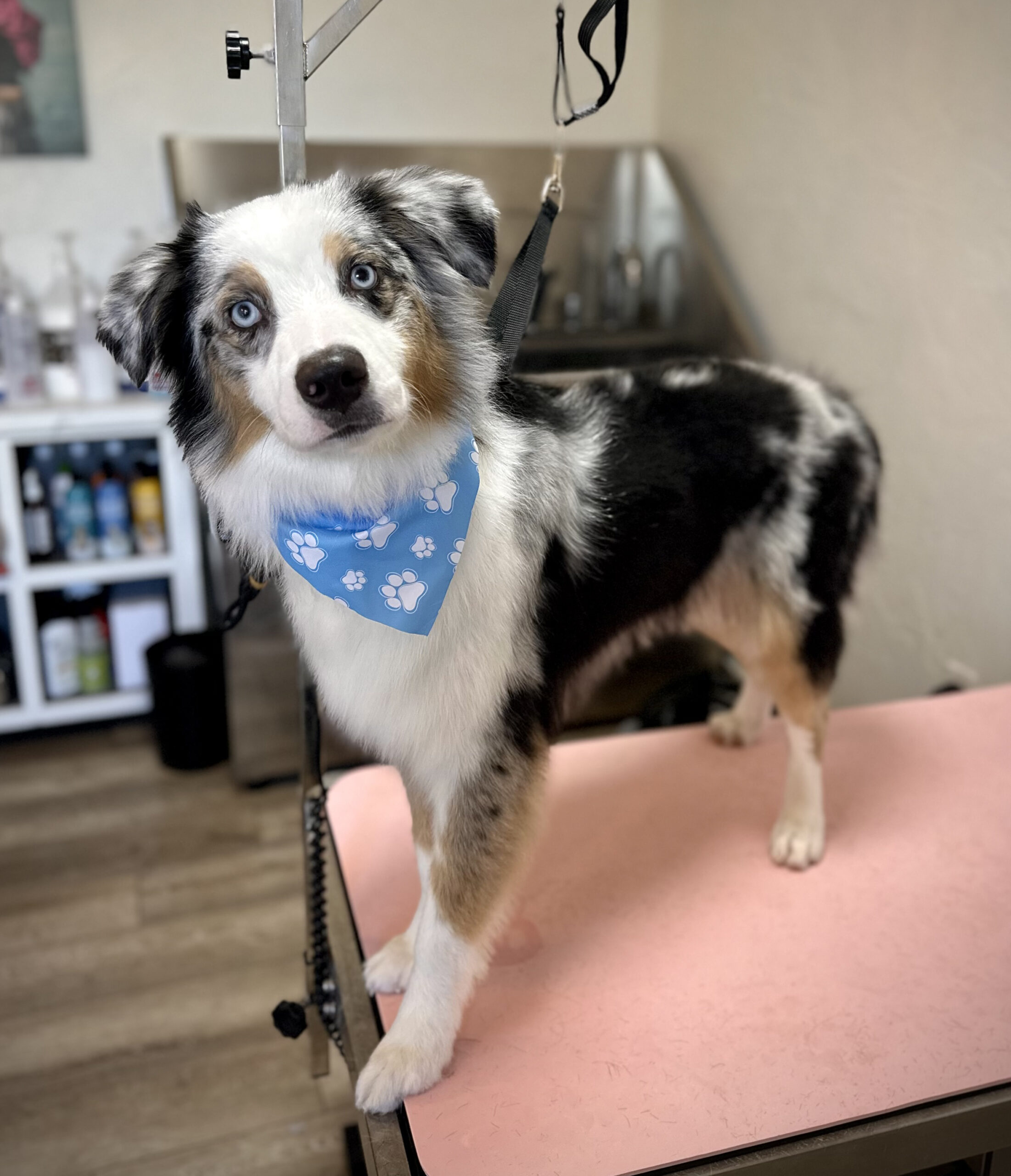 Lucky Mutt Deshed Trim