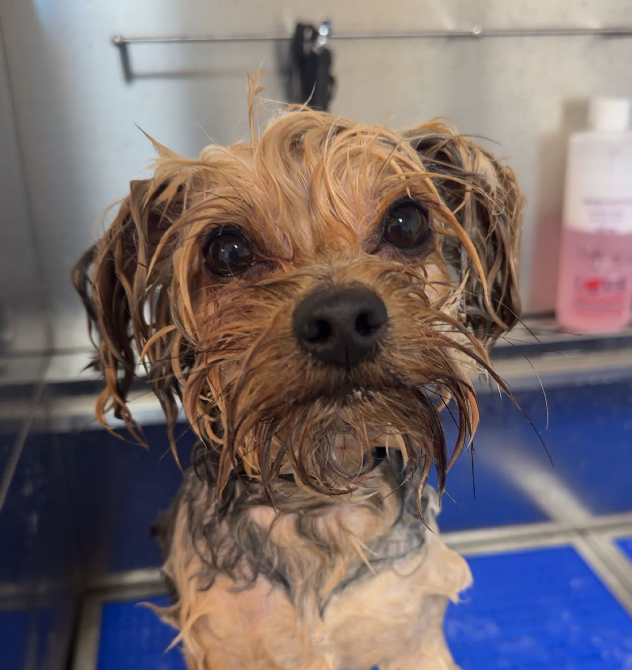 Lucky Mutt Dog Bath
