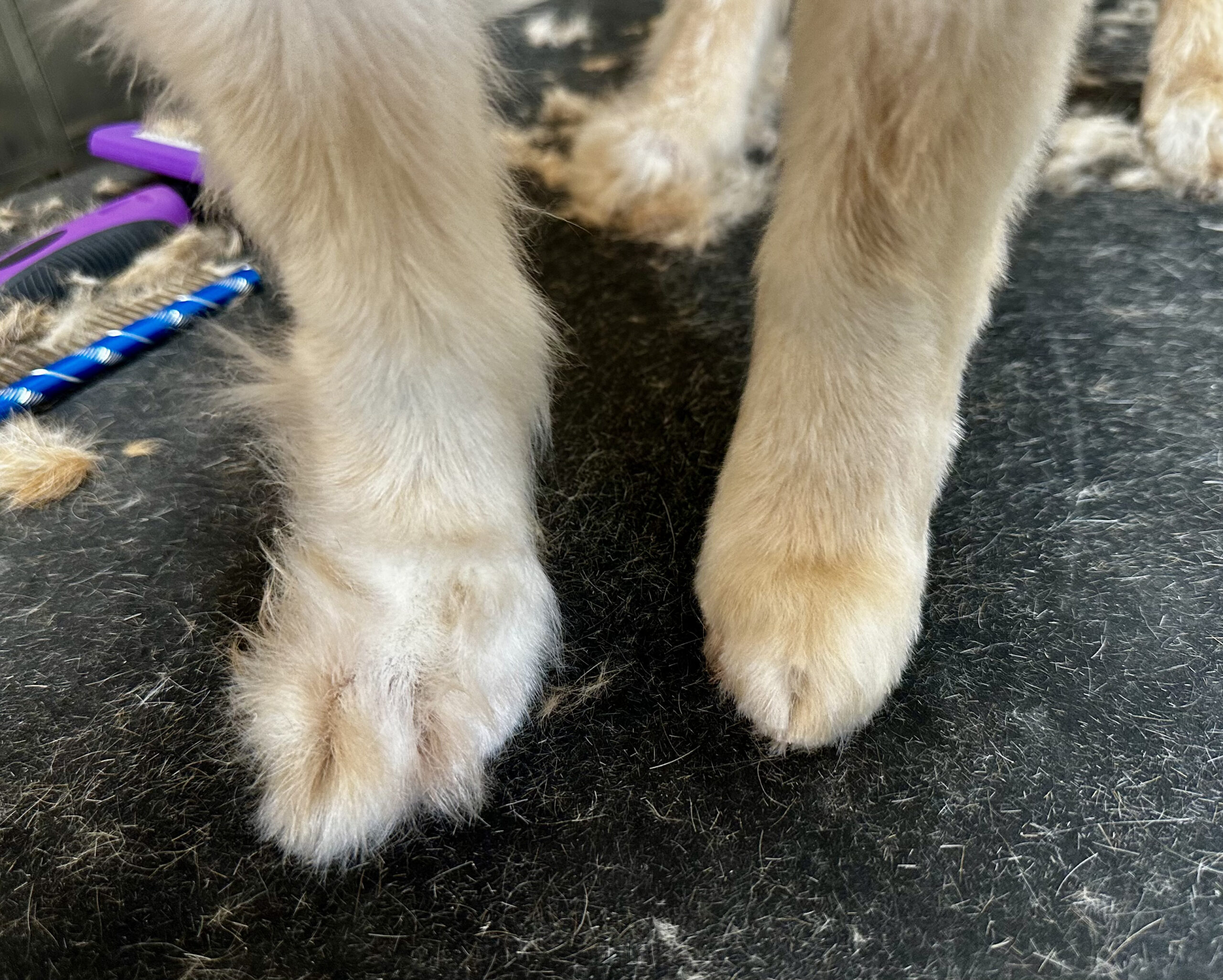 Lucky Mutt Nail Trim